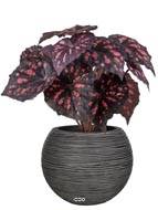 Bégonia royal factice, H 30 cm D 25 cm, en pot  Pourpre-rose