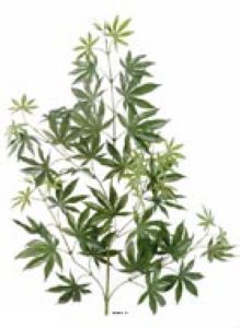 Branche d Aralia artificielle H 70 cm Magnifique