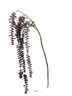 Amarante queue-de-renard factice, L 105 cm, Aubergine