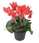 Cyclamen factice en pot H 20 cm D 15 cm qualite top Rouge