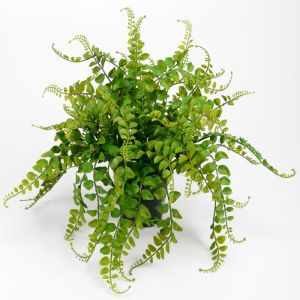 Fougère factice blechnum spicant, H 25 cm D 35 cm rare