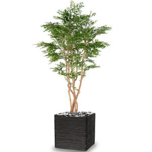 Acacia factice 5 Troncs Naturels H 180 cm D 100 cm dans un pot