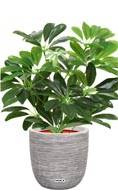 Schefflera factice plante verte en pot H 40 cm D 35 cm