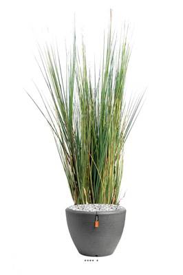 Isolepsis factice graminee Herbe d eau H 125 cm dans un pot