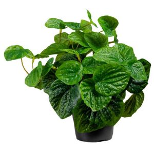 Peperomia en pot plante verte factice H 25 cm D 25 cm Feuillage vert tres touffu