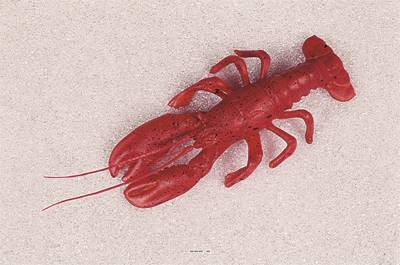 Homard americain factice L 300x130 mm plastique soufflé