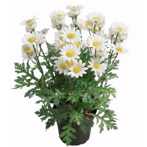 Marguerite factice dans un pot H 30 cm magnifique