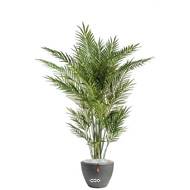 Palmier Areca factice 3 troncs naturels 3 tetes en pot H 170 cm Vert