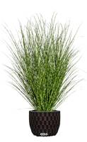 Miscanthus Zebrinus factice en pot H 120 cm D 80 cm Panache Graminée