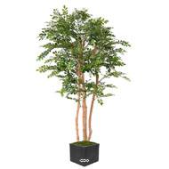 Acacia artificiel eco 4 troncs Naturels en pot H 200 cm Vert