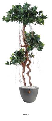 Ficus Panda sur tronc deforme H 140 cm 1812 feuilles factice