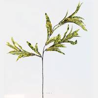Croton artificiel en branche H 65 cm 3 tetes 45 feuilles en tissu Vert-jaune