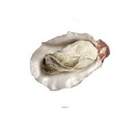 Huitre factice numero 5 longueur 6 cm et largeur 4 cm superbe et originale