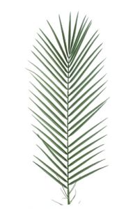 Feuille de Palmier Phoenix factice  H 95 cm D 32 cm en plastique