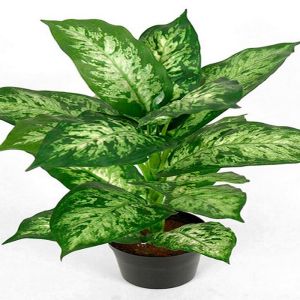 Dieffenbachia plante factice dans un pot H 40 cm tres fournie